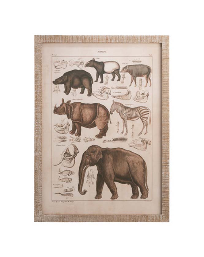 Cuadro Animales Vintage Elefante